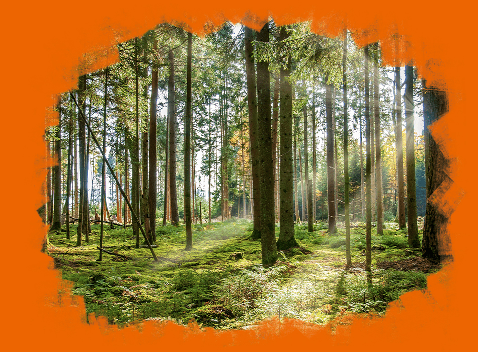 Our commitment to the environment